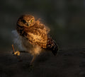 Owl Baby Poster och Canvastavla