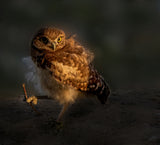 Owl Baby Poster och Canvastavla