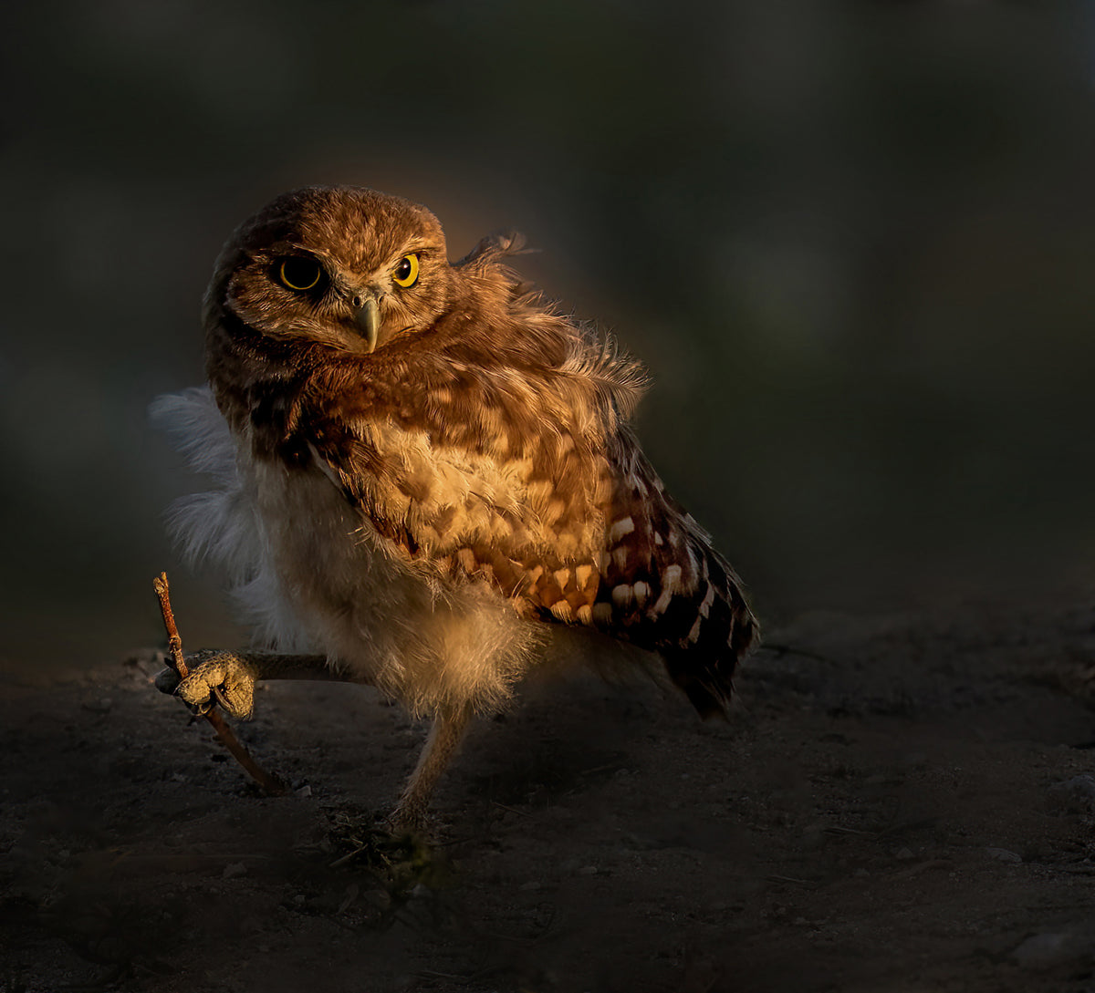 Owl Baby Poster och Canvastavla