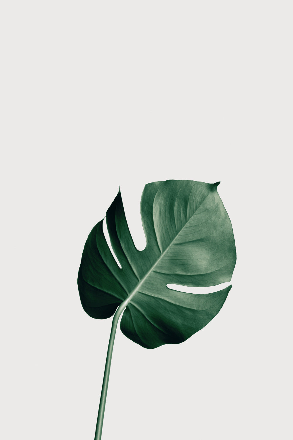 Monstera Natural 01 Poster och Canvastavla