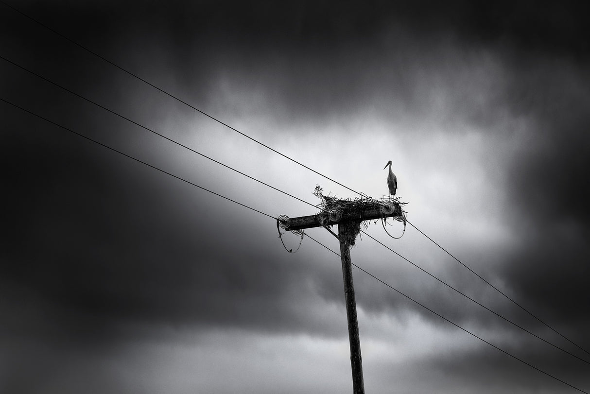 Storks are back again this year Poster och Canvastavla