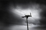Storks are back again this year Poster och Canvastavla