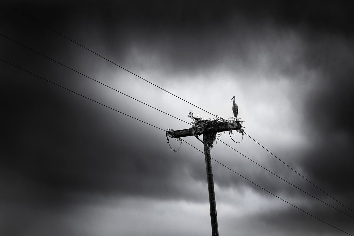 Storks are back again this year Poster och Canvastavla