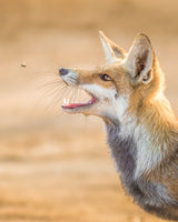 Fox vs Horse Fly Poster och Canvastavla