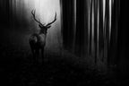 Stag Poster och Canvastavla