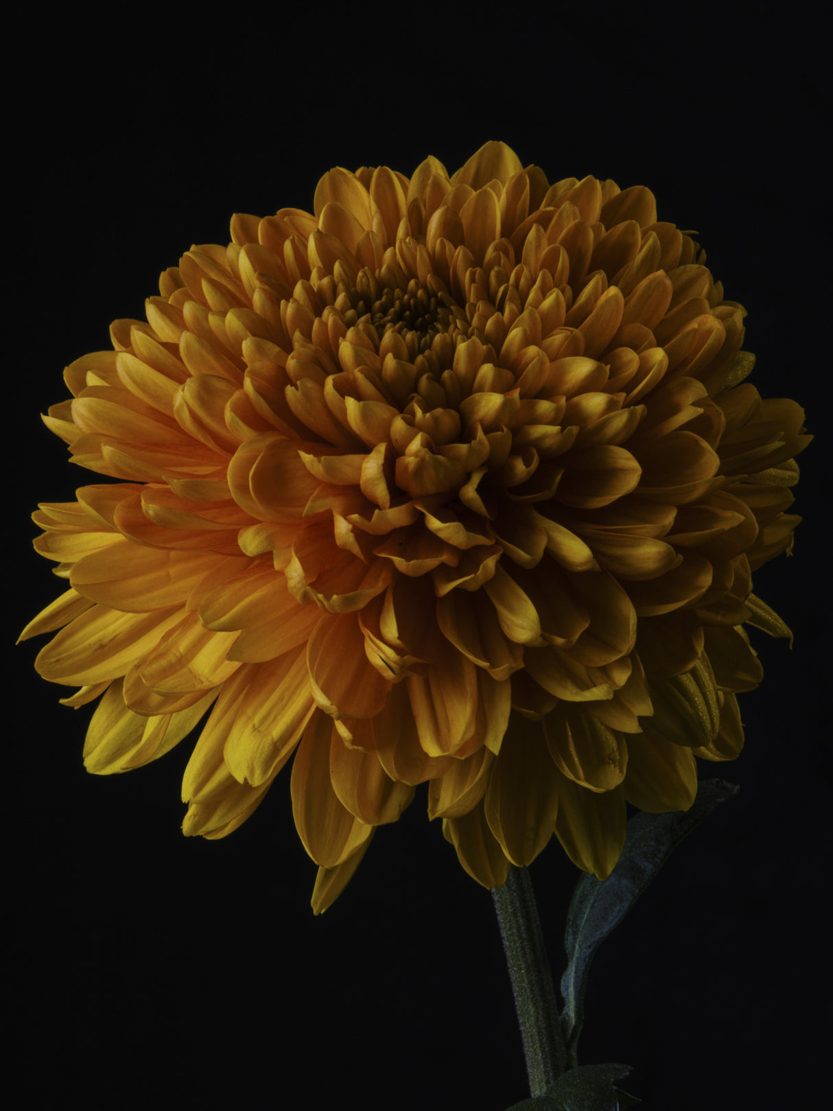 macro shot of a beautiful yellow flower Poster och Canvastavla