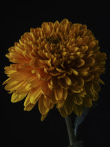 macro shot of a beautiful yellow flower Poster och Canvastavla