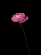 pink flower Poster och Canvastavla