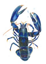 A Blue Lobster Poster och Canvastavla