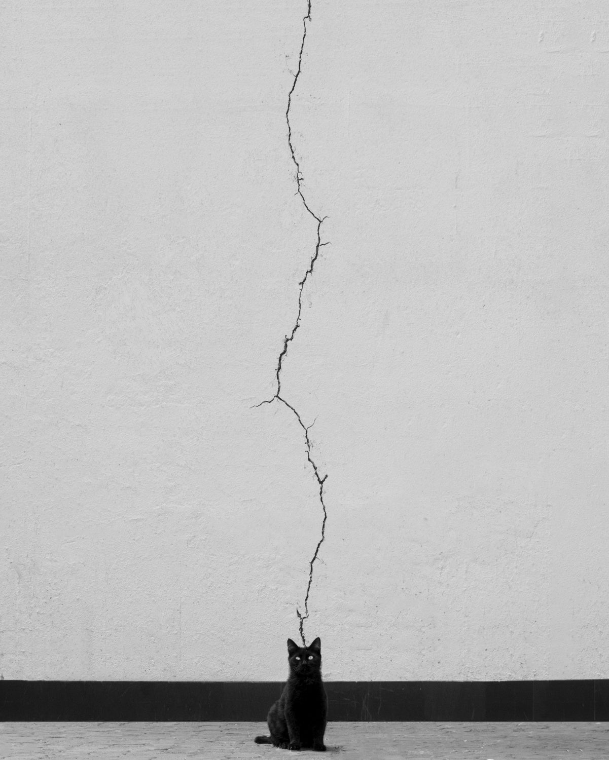 Cat thoughts Poster och Canvastavla