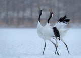 Red -crowned Crane singing  together Poster och Canvastavla