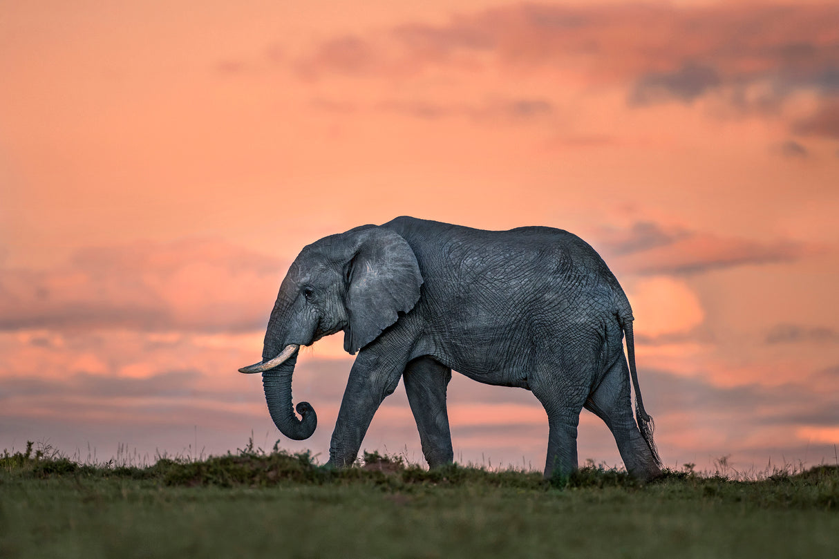 Elephant at dusk Poster och Canvastavla