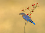 Eastern  Bluebird Poster och Canvastavla