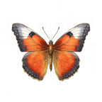 Butterfly 32 Poster och Canvastavla