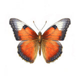 Butterfly 32 Poster och Canvastavla