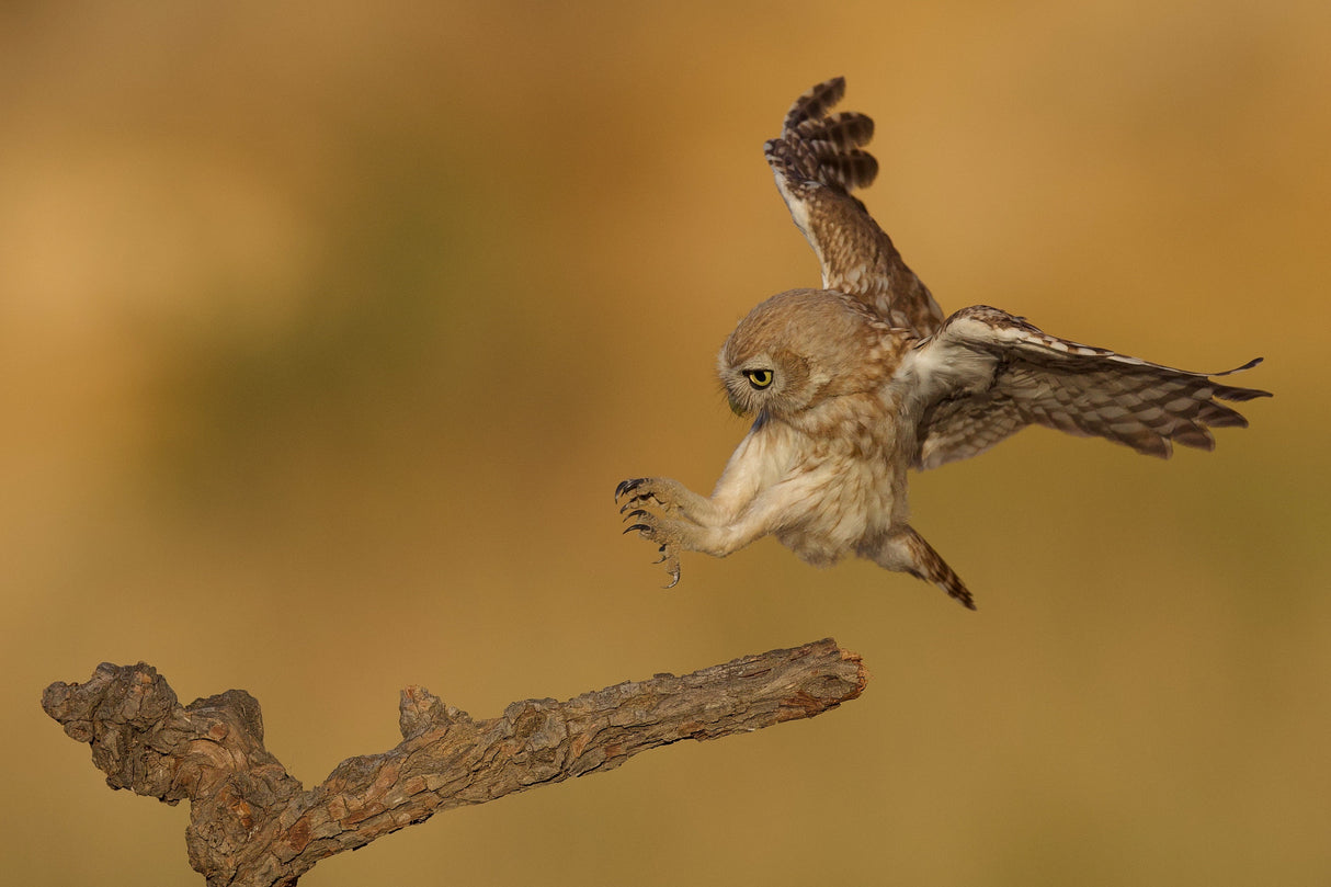 Little owl Poster och Canvastavla