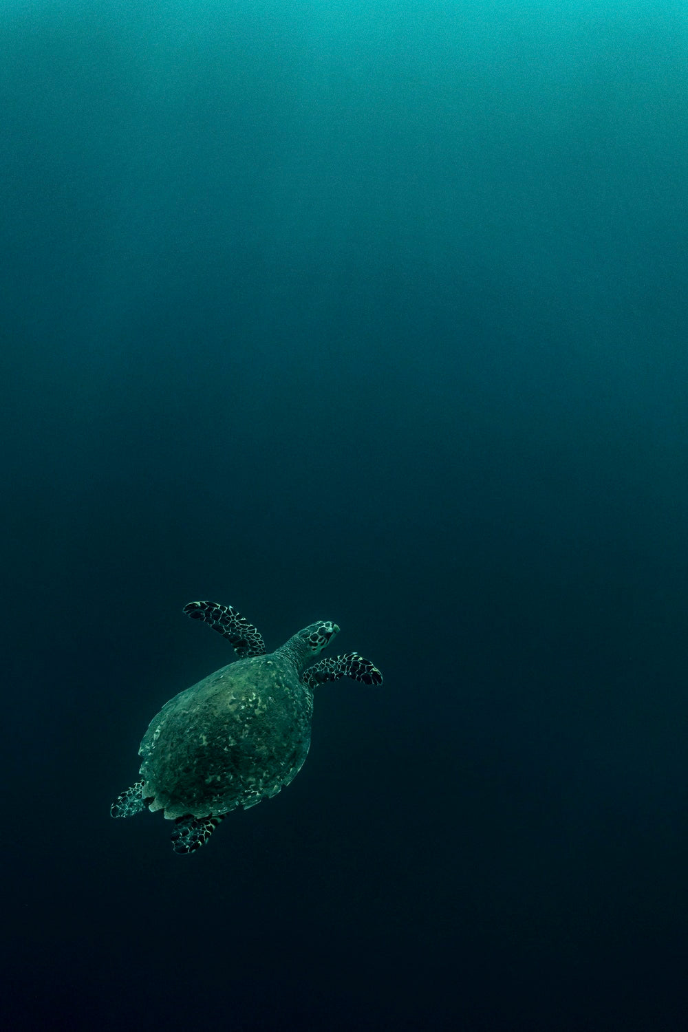 The fly of the Hawksbill Poster och Canvastavla