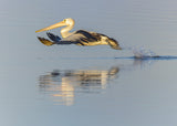 Take-off from the water Poster och Canvastavla