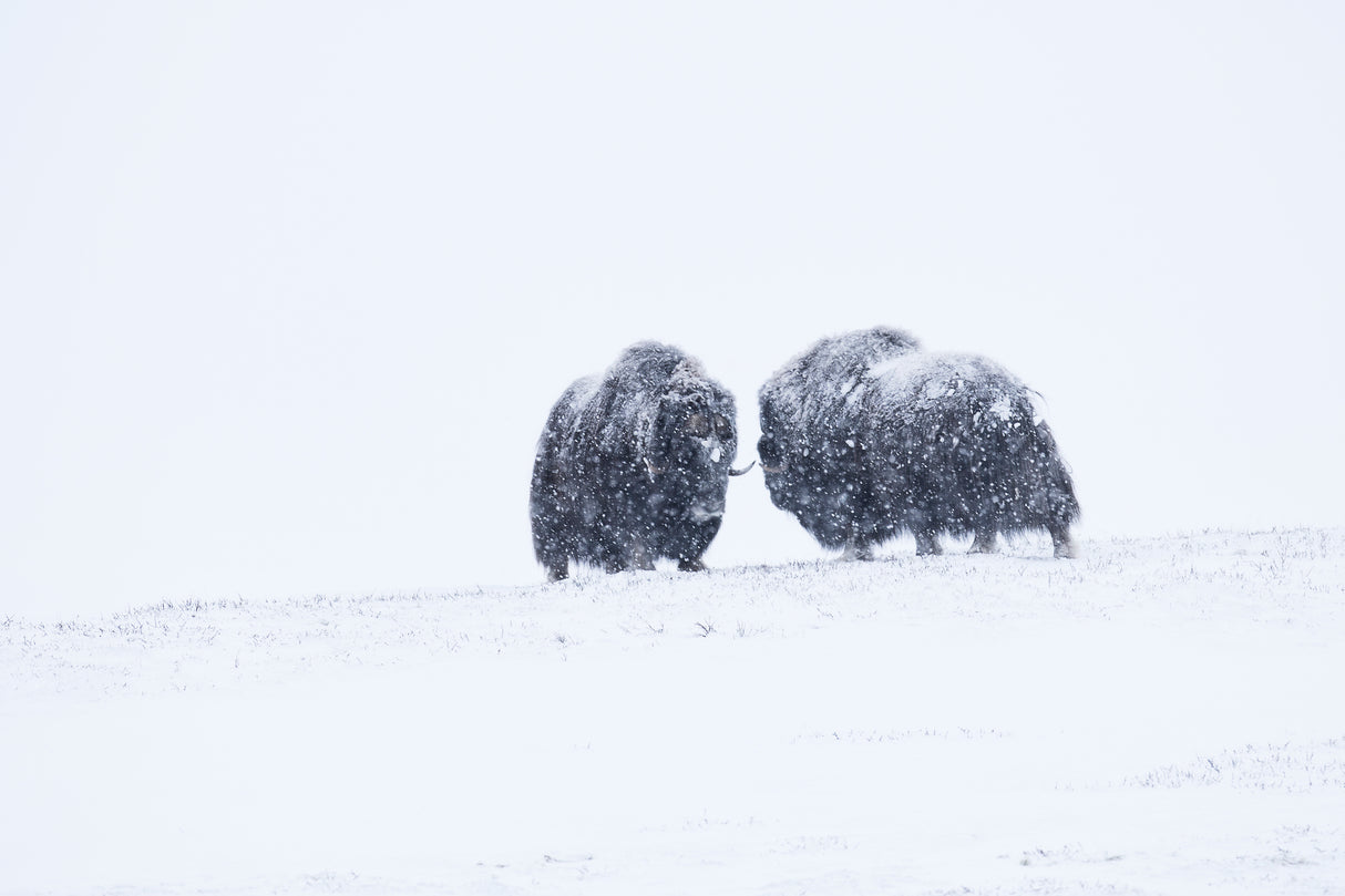 Winter Poster och Canvastavla