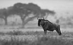 Wildebeest Poster och Canvastavla