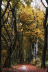 autumnsphere Poster och Canvastavla