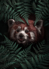 Cute Red Panda Poster och Canvastavla