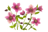 Helleborus x hybridus Tutu Poster och Canvastavla