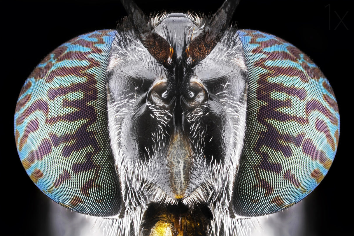 Soldier Fly Poster och Canvastavla