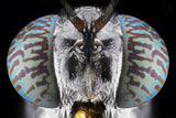 Soldier Fly Poster och Canvastavla