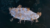 Snow Island Poster och Canvastavla