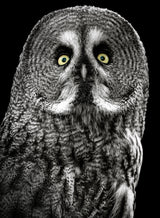 Owl Poster och Canvastavla