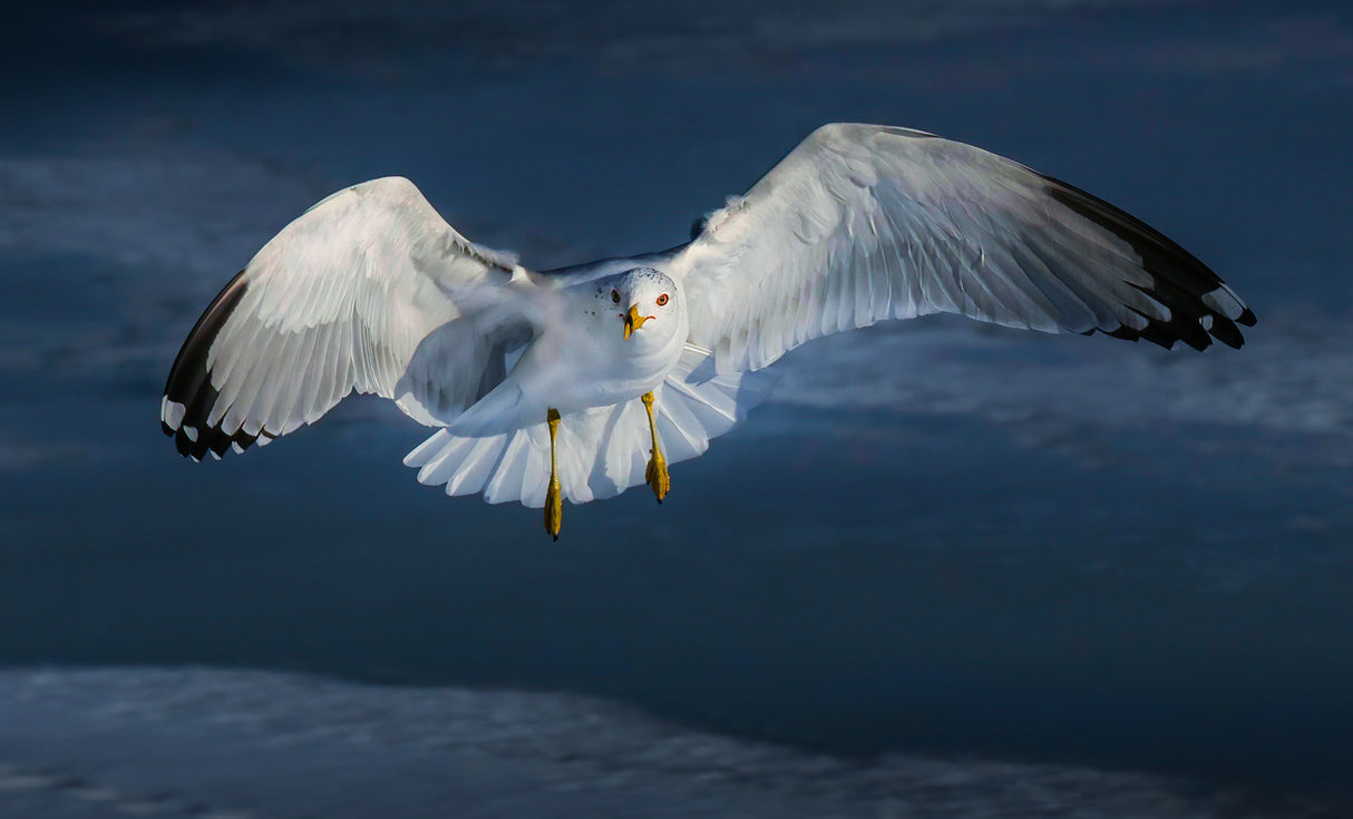 Staring Seagull Poster och Canvastavla