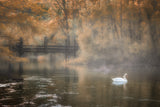 Foggy idyll Poster och Canvastavla