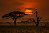 Sunset in Serengeti Poster och Canvastavla