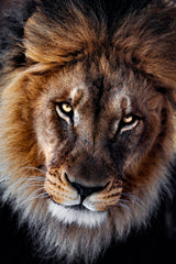The king Poster och Canvastavla