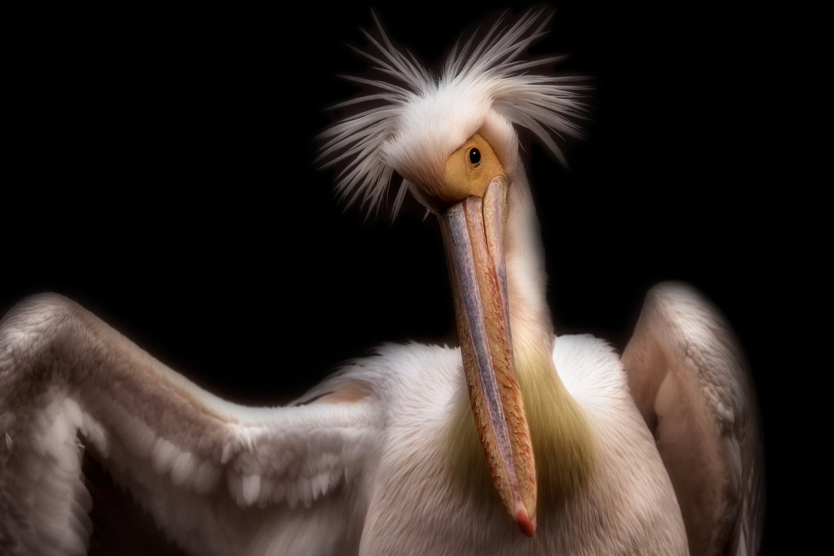 Pelican's portrait Poster och Canvastavla
