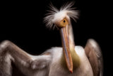 Pelican's portrait Poster och Canvastavla