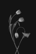 Bending Tulips Poster och Canvastavla