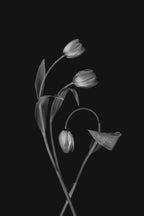Bending Tulips Poster och Canvastavla