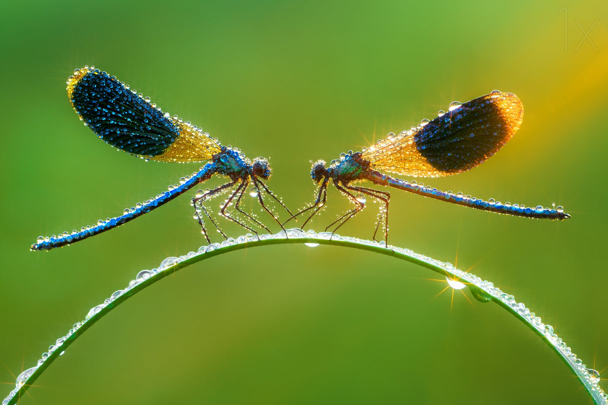 Damselfly magic Poster och Canvastavla