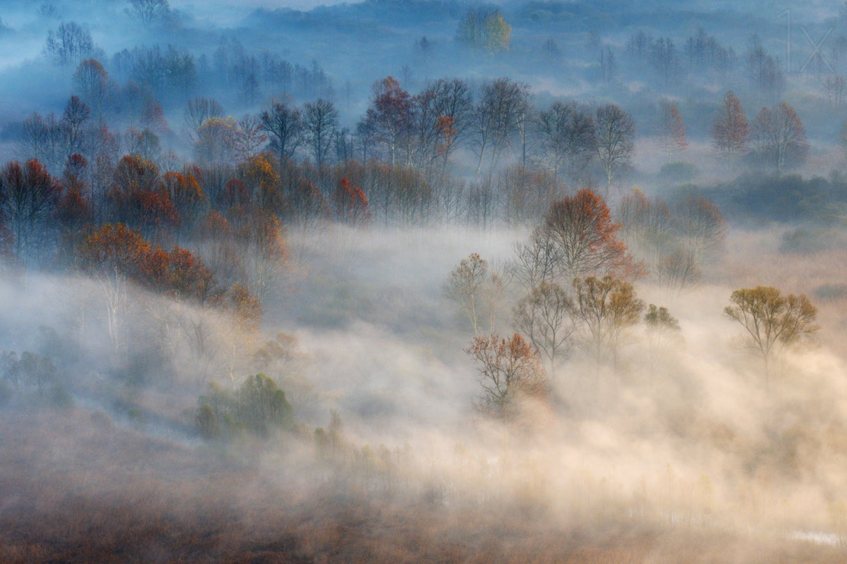 Trees in the early morning fog Poster och Canvastavla