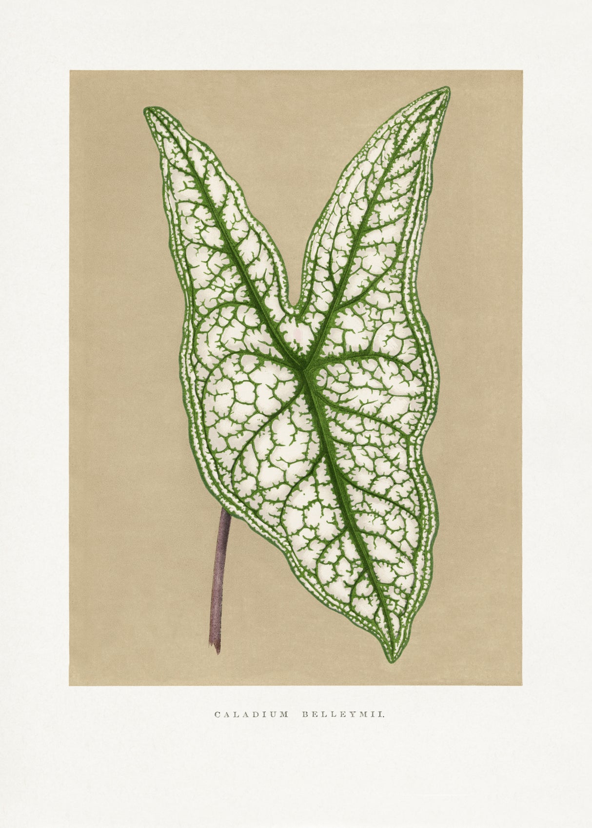 Green Caladium Belleymii Leaf Illustration Poster och Canvastavla
