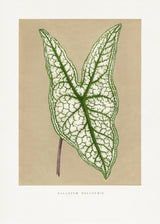 Green Caladium Belleymii Leaf Illustration Poster och Canvastavla
