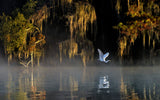Egret Poster och Canvastavla