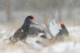 SNOW FIGHT Poster och Canvastavla