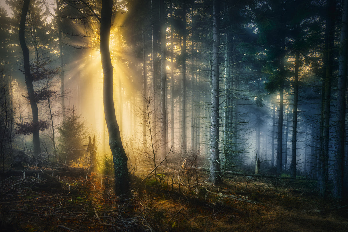 Forest mystery Poster och Canvastavla