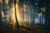 Forest mystery Poster och Canvastavla