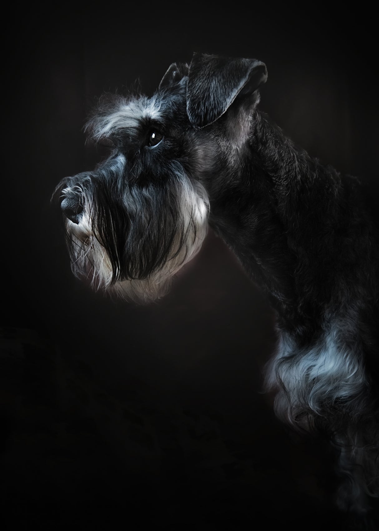 Rick portrait Poster och Canvastavla