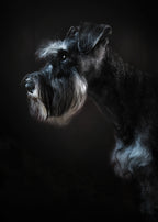 Rick portrait Poster och Canvastavla