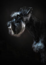 Rick portrait Poster och Canvastavla